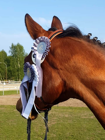 KLASSIC BLUE v. Singolo - Foto: privat - Trakehner Gestt Hmelschenburg
