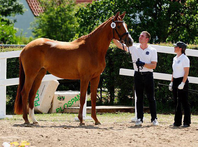 Prmienanwrterin Garbenglck von High Motion x Lowelas - Foto: Ilka Knapstein