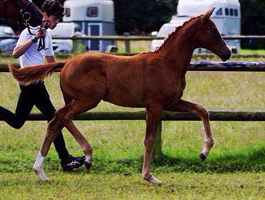 Stutfohlen von High Motion u.d. Golden Fantasy v. Lowelas, Foto: Knapstein - 
Gestüt Hämelschenburg