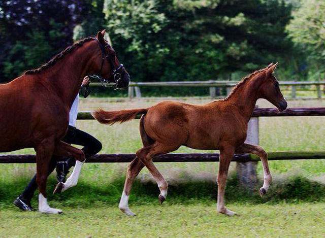 Stutfohlen von High Motion x Lowelas - Foto: Ilka Knapstein