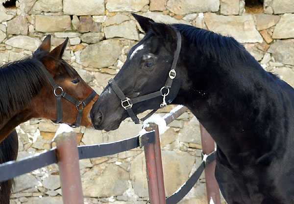 Kostolany (25-jhrig) - Foto: Beate Langels