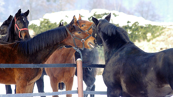 Kostolany (25-jhrig) - Foto: Beate Langels