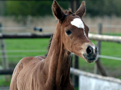 Hengstfohlen von Saint Cyr x Friedensfrst - Foto: Luisa Klein
