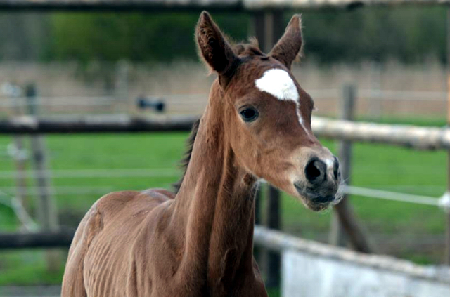 Trakehner Hengstfohlen von Saint Cyr - Friedensfrst, Foto: Luisa Klein