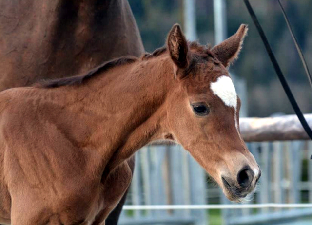 Trakehner Hengstfohlen von Saint Cyr - Friedensfrst, Foto: Luisa Klein