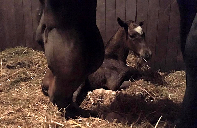 Trakehner Hengstfohlen von Saint Cyr - Friedensfrst, Foto: Luisa Klein