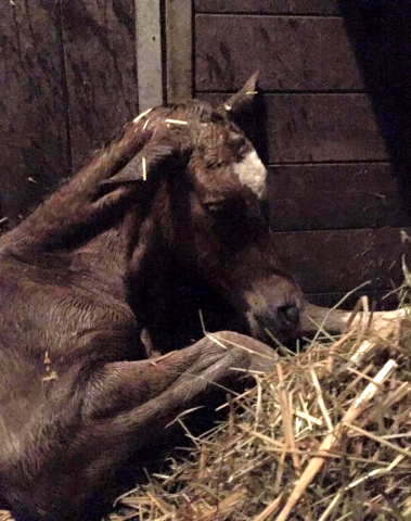 Trakehner Hengstfohlen von Saint Cyr - Friedensfrst, Foto: Luisa Klein