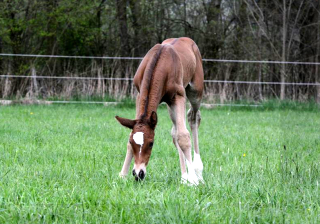 Trakehner Hengstfohlen von Saint Cyr - Friedensfrst, Foto: Luisa Klein