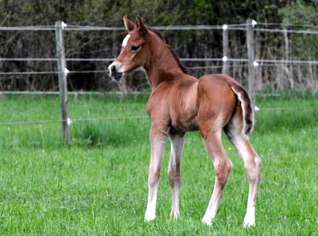 Trakehner Hengstfohlen von Saint Cyr - Friedensfrst, Foto: Luisa Klein