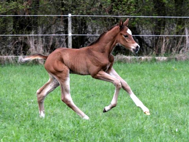 Trakehner Hengstfohlen von Saint Cyr - Friedensfrst, Foto: Luisa Klein