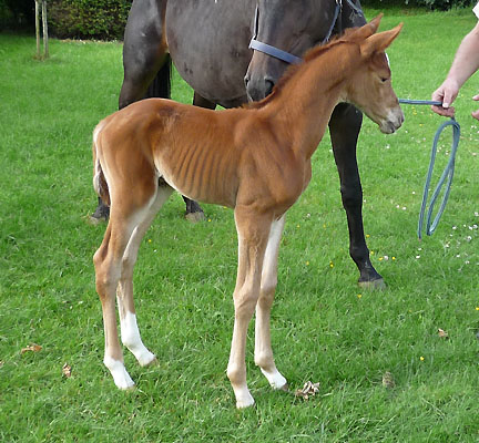 Hengstfohlen von Kostolany - Summertime - Caprimond