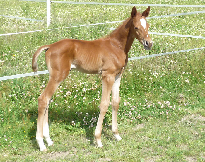 Hengstfohlen von Kostolany - Summertime - Caprimond