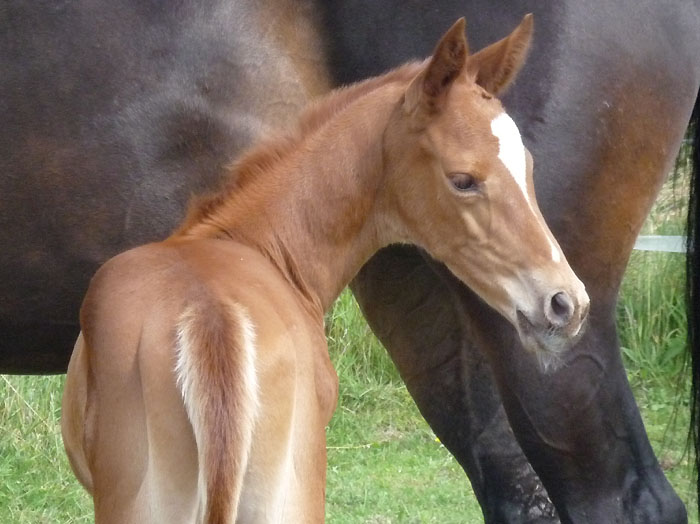 Hengstfohlen von Kostolany - Summertime - Caprimond