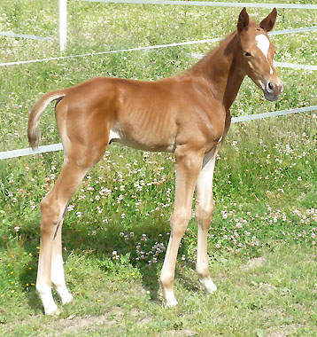 3 Tage alt: Trakehner Hengstfohlen von Kostolany u.d. Elly Ney v. Summertime