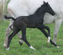 Trakehner Hengstfohlen von Kostolany - Kalif, Foto: Ulrike Sahm