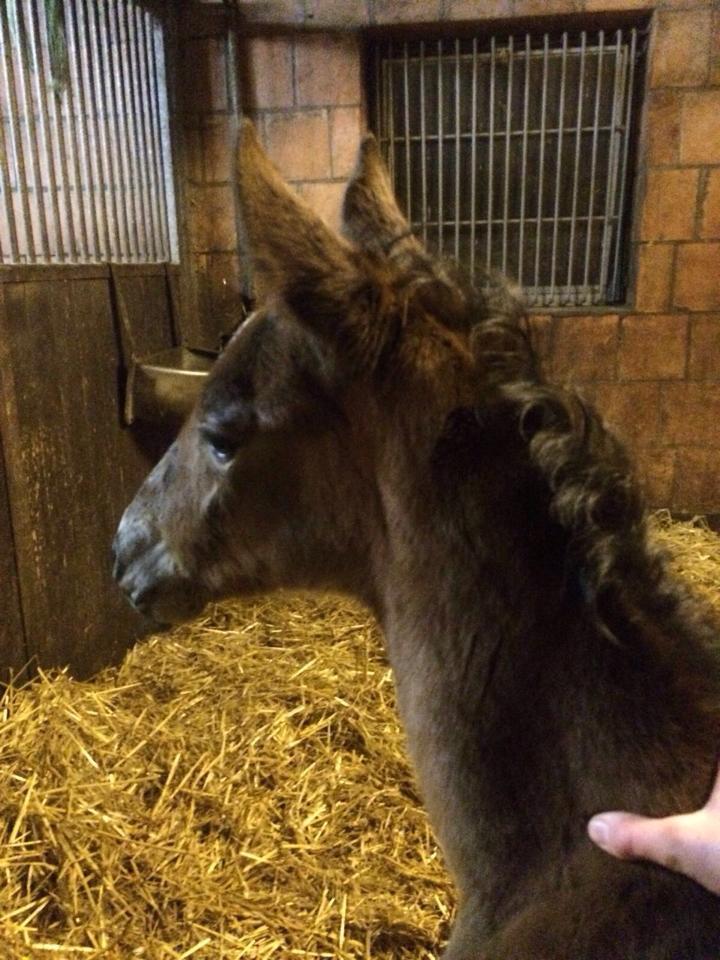 4 Tage alt: Stutfohlen von Honor du Soir u.d. Karena v. Freudenfest - 21. Februar 2016  - Foto: Barbara Jrn -
Trakehner Gestt Hmelschenburg