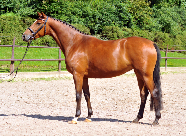 4jhrige Trakehner Stute Kitty von Freudenfest x Exclusiv - Foto: Beate Langels