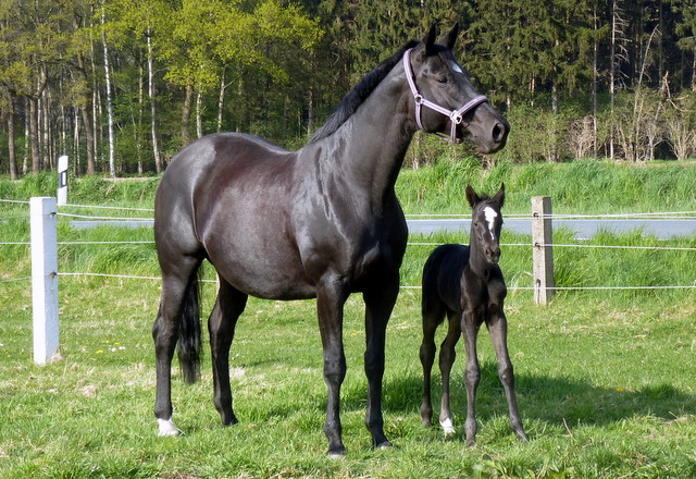 8 Tage alt Hengstfohlen von Oliver Twist Sola Bast von Latimer x Kostolany
 - Foto: Carina Kempkensteffen - Gestt Hmelschenburg