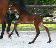 Trakehner Stutfohlen von Oliver Twist x Fiepes Winged xx - Foto: Luisa Klein