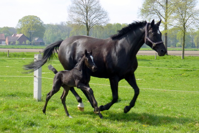 Hengstfohlen von Oliver Twist u.d. Sola Bast von Latimer x Kostolany
 - Foto: C. Kempkensteffen - Gestt Hmelschenburg