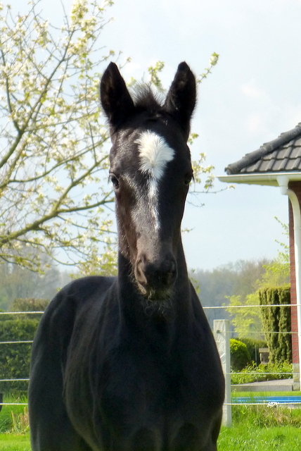 Hengstfohlen von Oliver Twist u.d. Sola Bast von Latimer x Kostolany
 - Foto: C. Kempkensteffen - Gestt Hmelschenburg