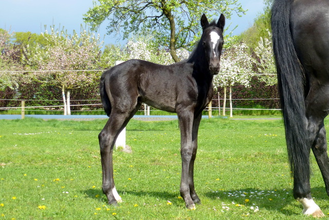 Hengstfohlen von Oliver Twist u.d. Sola Bast von Latimer x Kostolany
 - Foto: C. Kempkensteffen - Gestt Hmelschenburg