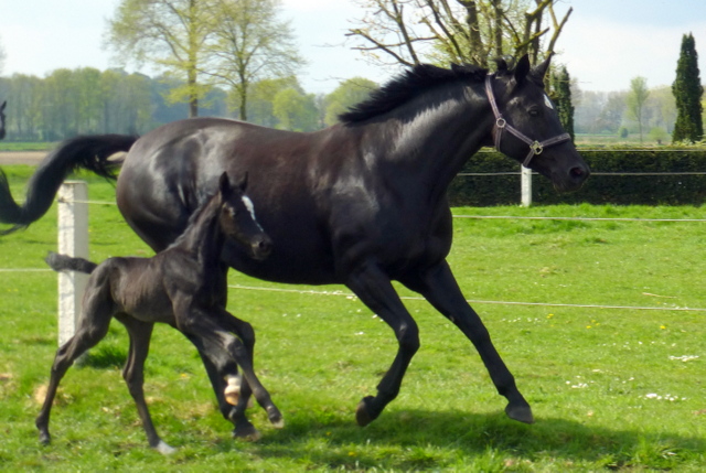Hengstfohlen von Oliver Twist u.d. Sola Bast von Latimer x Kostolany
 - Foto: C. Kempkensteffen - Gestt Hmelschenburg