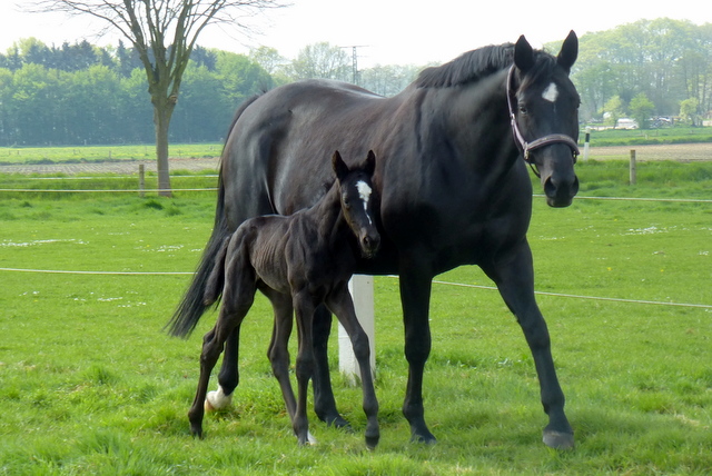 Hengstfohlen von Oliver Twist u.d. Sola Bast von Latimer x Kostolany
 - Foto: C. Kempkensteffen - Gestt Hmelschenburg