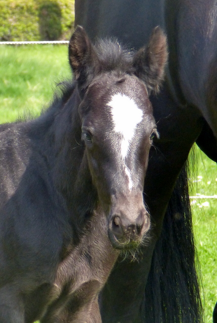 Hengstfohlen von Oliver Twist u.d. Sola Bast von Latimer x Kostolany
 - Foto: C. Kempkensteffen - Gestt Hmelschenburg