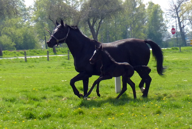 Hengstfohlen von Oliver Twist u.d. Sola Bast von Latimer x Kostolany
 - Foto: C. Kempkensteffen - Gestt Hmelschenburg