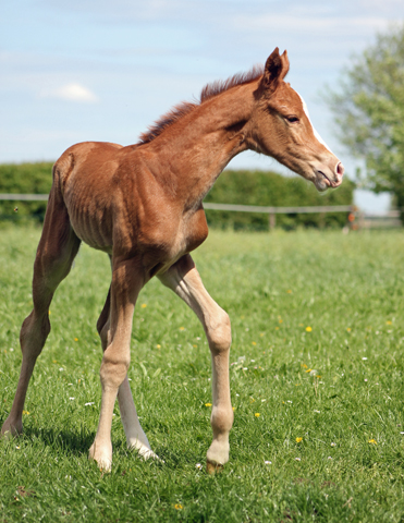 Trakehner Stutfohlen v. High Motion - Gestt Hmelschenburg - Beate Langels