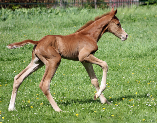 Trakehner Stutfohlen v. High Motion - Gestt Hmelschenburg - Beate Langels