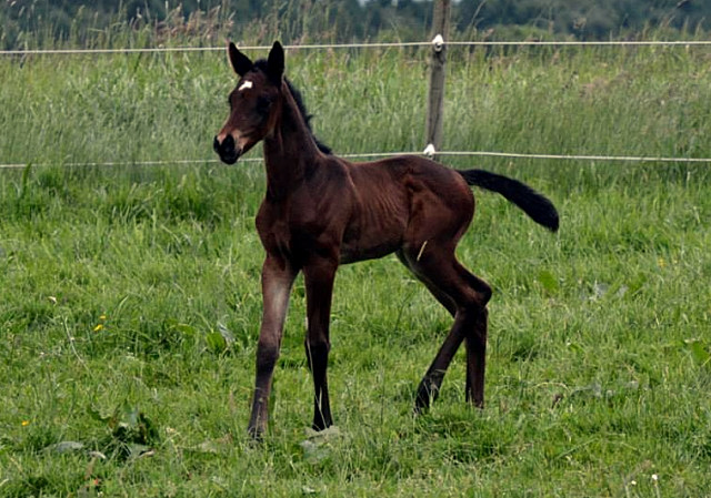 Trakehner Stutfohlen von Oliver Twist x Fiepes Winged xx, Foto: Luisa Klein