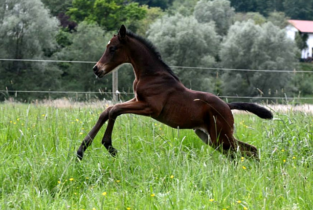 Trakehner Stutfohlen von Oliver Twist x Fiepes Winged xx, Foto: Luisa Klein