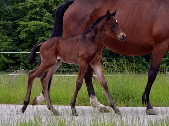 Trakehner Stutfohlen von Oliver Twist x Fiepes Winged xx, Foto: Luisa Klein