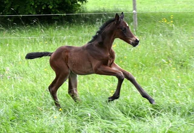 Trakehner Stutfohlen von Oliver Twist x Fiepes Winged xx, Foto: Luisa Klein