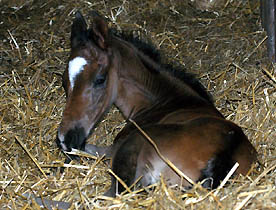 Trakehner Filly by Kostolany out of Schwalbenfeder by Summertime