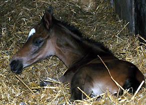 Trakehner Filly by Kostolany out of Schwalbenfeder by Summertime