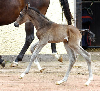 Trakehner Filly by Kostolany out of Schwalbenfeder by Summertime