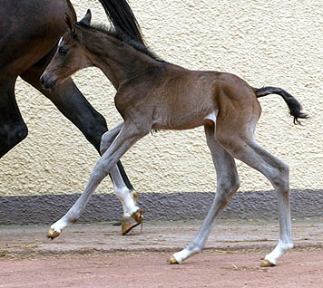 Trakehner Filly by Kostolany out of Schwalbenfeder by Summertime