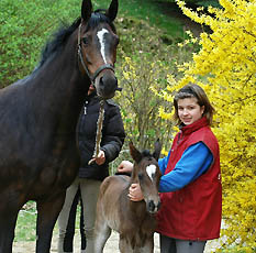 Trakehner Filly by Kostolany out of Schwalbenfeder by Summertime