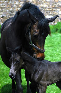 Black filly by Kostolany - Exclusiv