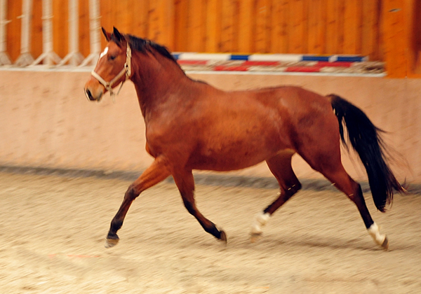 Kabriola Ende Oktober 2016 - Foto: Beate Langels -  Trakehner Gestt Hmelschenburg