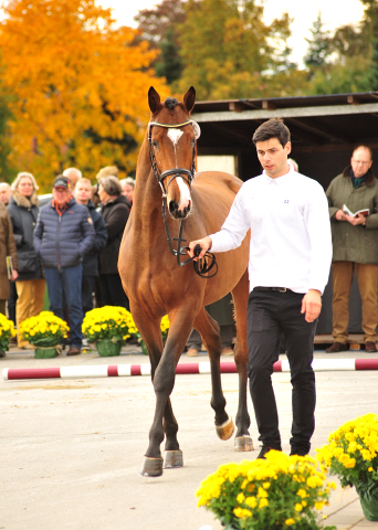 Kacyro - zweijähriger Hengst von Saint Cyr x Karena - Oktober 2016 - Foto: Beate Langels -
Trakehner Gestüt Hämelschenburg