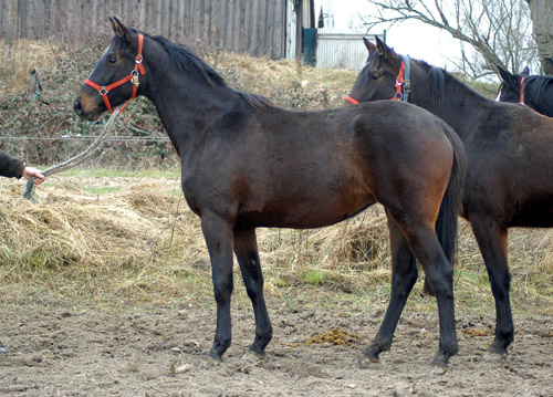 3jhrige Trakehner Stute von Exclusiv u.d. Kaiserzeit v. Summertime, Zchter: Trakehner Gestt Hmelschenburg Beate Langels, Foto: Richard Langels