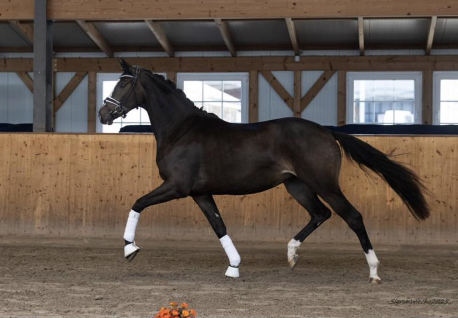 Kaiserin v. Rheinglanz u.d. Pr.u.StPrSt. Kiss me now v. His Moment u.d. Pr.u.StPrSt. Katniss Everdeen v. Saint Cyr - Foto: Langels - Trakehner Gest�t H�melschenburg
