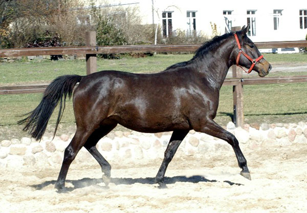 Kaiserspiel von Exclusiv u.d. Kaiserzeit v. Summertime - Foto: Richard Langels - Trakehner Gestt Hmelschenburg