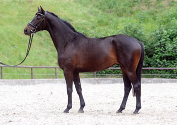 Trakehner Mare Kaiserspiel by Exclusiv, at the age of 3years , Trakehner Gestüt Hämelschenburg - Beate Langels