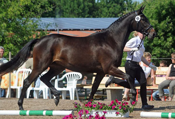 Trakehner Mare Kaiserspiel by Exclusiv, at the age of 3years - Trakehner Gestt Hmelschenburg - Beate Langels
