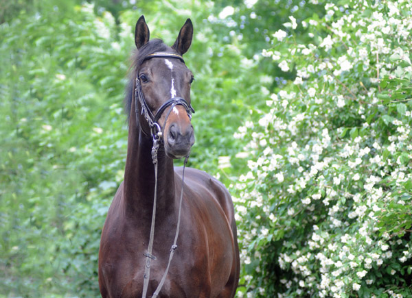 Kaiserspiel von Exclusiv u.d. Kaiserzeit v. Summertime - Foto: Beate Langels - Trakehner Gestt Hmelschenburg